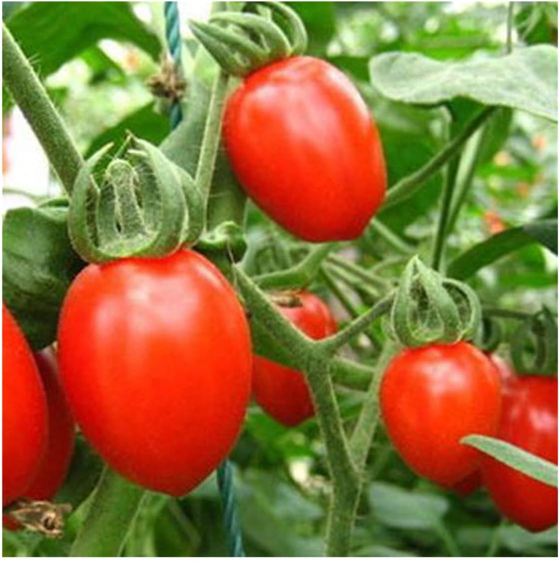 30 unids/bolsa semillas de tomate cherry semillas de vegetales y ...