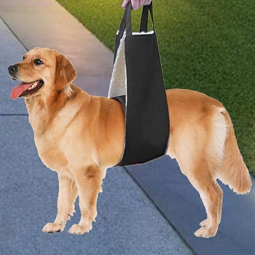 dog hip brace amazon