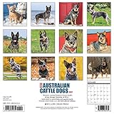 Image de Just Australian Cattle Dogs 2017 Wall Calendar (Dog Breed Calendars)