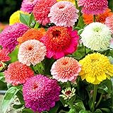 David's Garden Seeds Flower Zinnia Mixed Colors