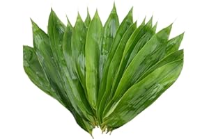 GENERIC 150 pcs Fresh Banana Leaves for Cooking,Large Leaf Zongzi Bamboo Leaves,Banaba Leaf Sushi Decoration for Food,Green Bamboo Leaves Vacuum Packing