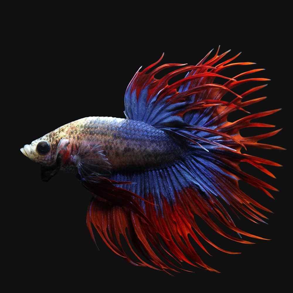 Amazon 熱帯魚 ベタ クラウンテール 色指定なし オス １匹 北海道 九州航空便要保温 Charm チャーム 観賞魚 水中生物 通販