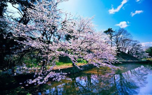 DGauzze DIY 5D Diamond Painting by Number Kits Cherry Blossom Trees Cross Stitch Embroidery Diamond Painting