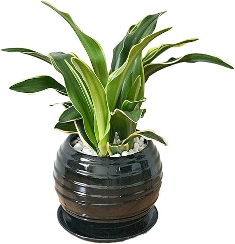 Amazon 観葉植物 万年青 オモト 甲竜 ボール型陶器鉢植え 観葉植物 オンライン通販