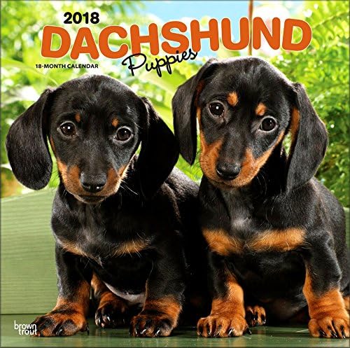 Dachshund Puppies Calendar 2018 - Deluxe Wall Calendar (12x12)