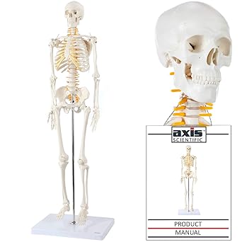 Amazon Com Axis Scientific Mini Human Skeleton Model With Metal Stand 31 Tall With Removable Arms And Legs Easy To Assemble Includes Detailed Product Manual For Study And Reference Worry Free 3 Year,300 Drawing Prompts List Pdf