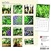 Herbs 2018 12 x 12 Inch Monthly Square Wall Calendar, Gardening Outdoor Home Country Nature Food (Mossi Edition)