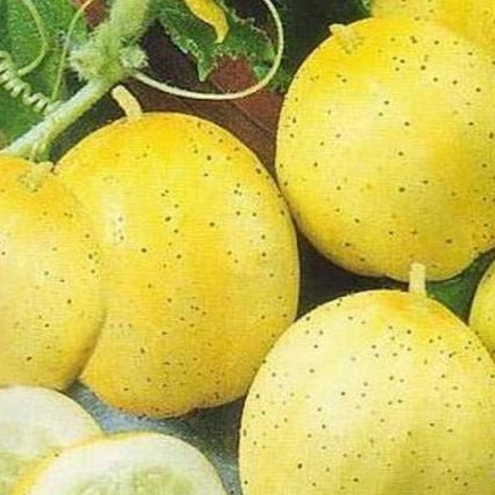 Halffle Seedhouse- Rare Lemon Cucumber Seeds Organic Vegetable Seeds Hardy Perennial Plant Garden