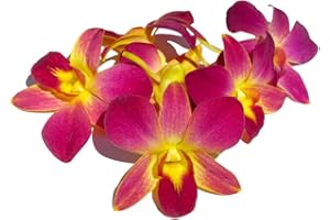 Miami Fresh Orchid Flower OrchidClub USA Sunne Tropical Loose Bloom Head DIY Lei food drink decoration YELLOW (50 YELLOW SUNRISE)