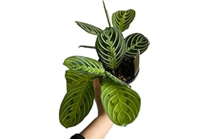 4" Maranta Lemon Lime, Prayer Plant, Real Plant, Live Plant, Office Plant, Good for Decor, Ideal Gift for All ocassions, Home