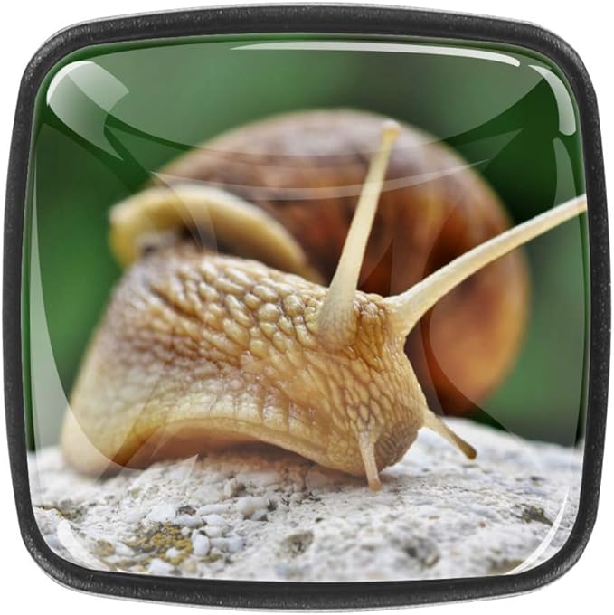 Perillas de escritorio Caracol en la piedra Perillas y manijas de