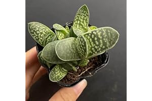 Gasteria Minima for Sale | Miniature Speckled Succulent, Beginner-Friendly Desk Decor Plant