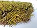 EZ Botanicals Fresh Fern Moss for Terrariums and Bonsai