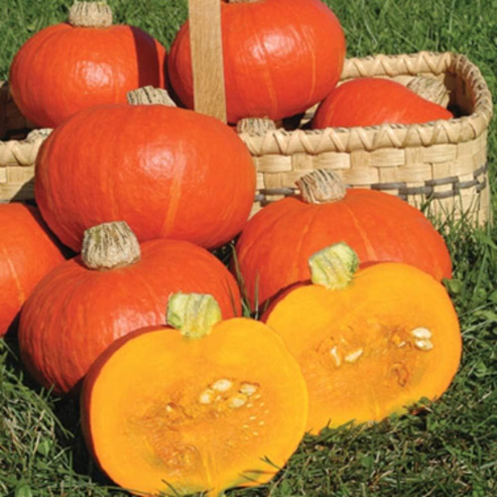 Squash Seeds 'Sunshine' Half-Hardy Annual Vegetable Garden Plants Easy to Grow Your Own 1 Packet of 7 Seeds by Thompson and Morgan