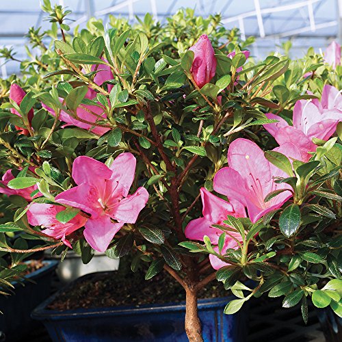 3 Brussels+Satsuki+Azalea+Outdoor+Bonsai