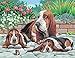 KSG - Basset Hounds Masterpeice Senior Paint by Number