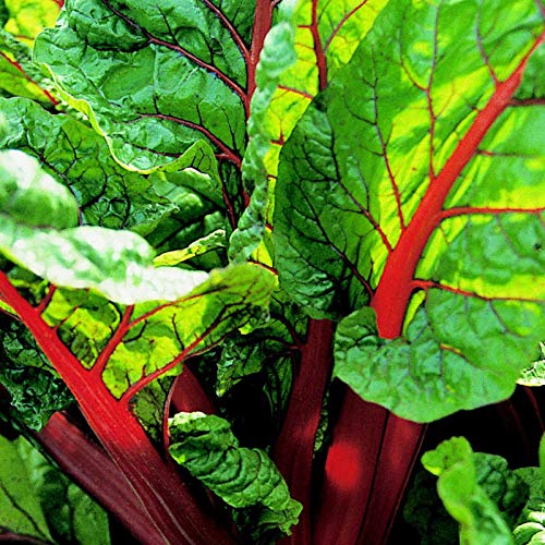 Rhubarb Lider seeds - Rheum rhaponticum