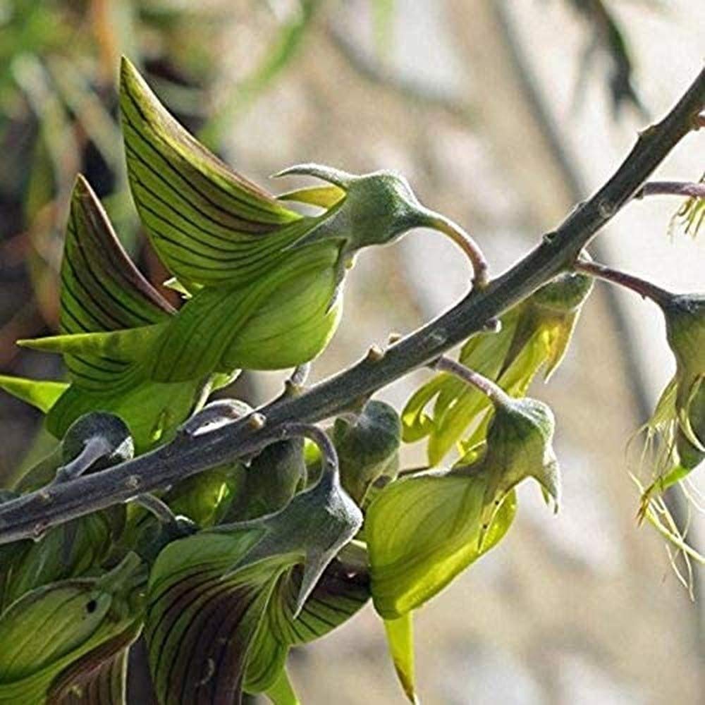 50 Pieces Green Crotalaria Seeds Green Bird Flower Bonsai Birdflower Plant Crotalaria Cunninghamii