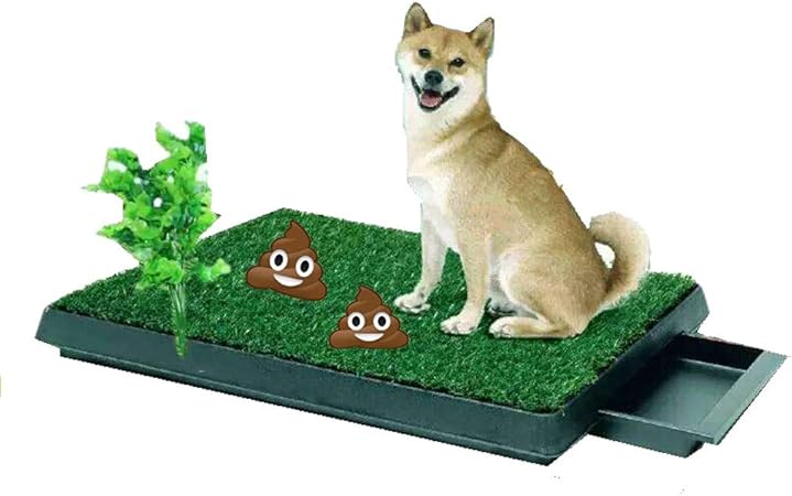 dog using cat litter box