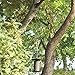 Hanging Chain, 35 Inch, Black, For Bird Feeders, Planters, Fixtures, Lanterns, Suet Baskets, Wind Chimes and More! Outdoor / Indoor Use…