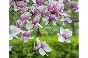 FROZE Saucer Magnolia Shrub/Tree - 6-12" Tall Soulangeana Plant - Live Bush - Potted Seedling - 2.5" Pot - Magnolia x Soulangeana