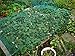Harvest Plenty Garden Netting to Cover & Wrap Fruit Trees Plants Bushes - Stop Birds Deer - 33 X 6 Feet - 3 Pack