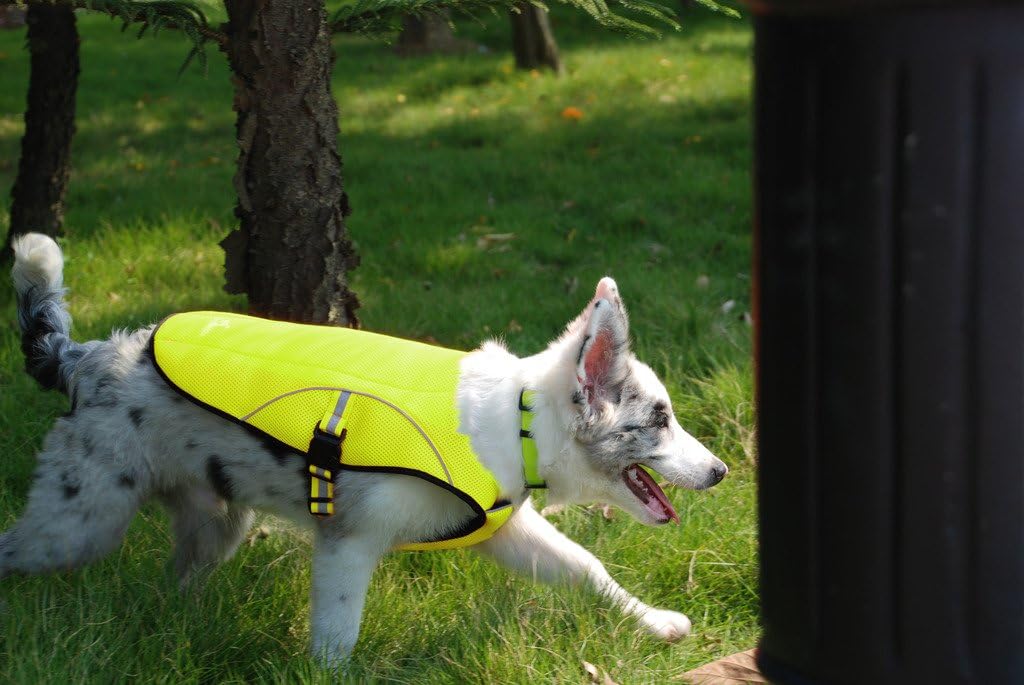 bingpet dog cooling jacket