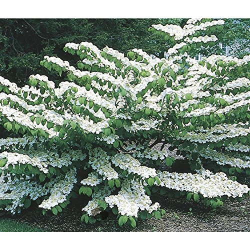 Juddii Viburnum - Fragrant Snowball Bush - Live Plant Shipped 1 to 2 Feet Tall by DAS Farms (No California)