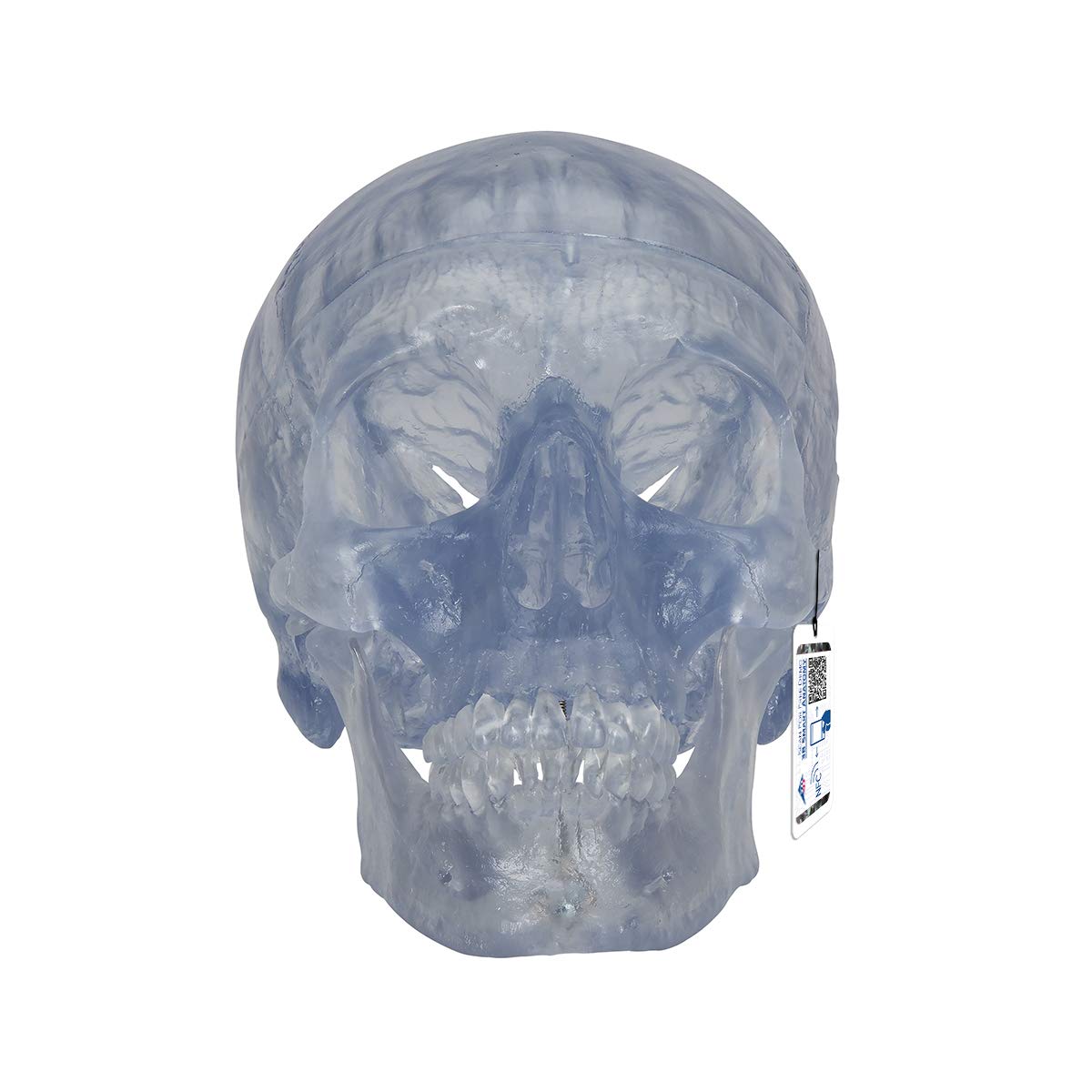 3B Scientific Human Anatomy - Transparent Classic Human Skull Model with Magnetic Connections, 3 Part + free anatomy software - 3B Smart Anatomy
