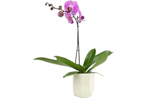 Purple Phalaenopsis Live Orchid Plant Lover Gift & White Orchid Pot, 20-24" Tall, Live Plant Gift, Fresh Orchids Plants Live House Plants, Live Plants Indoor Plants Live Houseplants by Plants for Pets