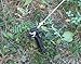 Adams Manufacturing 5550-02-3340 Tent Stake, Black, 6-Pack