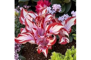 300+ Red-Margined Hosta Seeds | Red-White-Green Perennial Shade Plant | Garden Ground Cover & Potted Ornamental