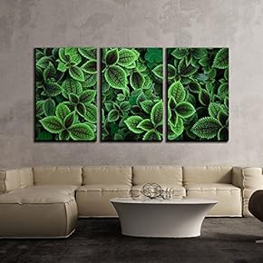 3 Piece Canvas Wall Art - Closeup of Green Plants - Modern Home Art Stretched and Framed Ready to Hang - 16"x24"x3 Panels