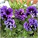 Package of 600 Seeds, Rococo Mixed Pansy (Viola germania) Open Pollinated Seeds by Seed Needs