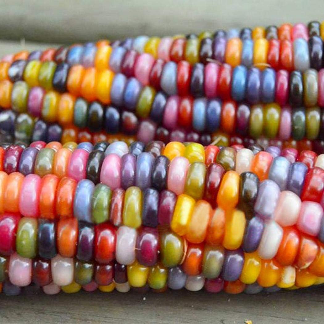 LEANO Rare Glass Gem Corn Seeds Cherokee Indian Corn Heirloom Premium Seeds Non-GMO Ornamental Corn Seeds