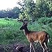 TROPHY ROCK Redmond All-Natural Mineral Rock/Salt Lick, Attract Deer and Big Game