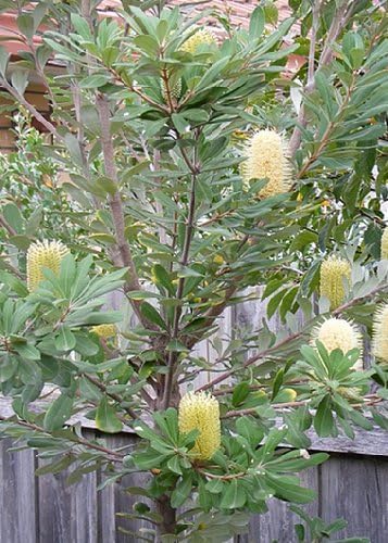 TROPICA - Coast Banksia (Banksia integrifolia) - 5 Seeds - Protea/Banksia