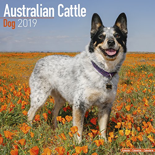 [F.r.e.e] Australian Cattle Dog Calendar - Dog Breed Calendars - 2018 - 2019 Wall Calendars - 16 Month by Avon K.I.N.D.L.E