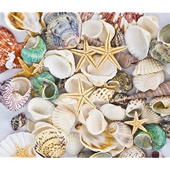 Amazon Com Famoby Sea Shells Mixed Beach Seashells Starfish For
