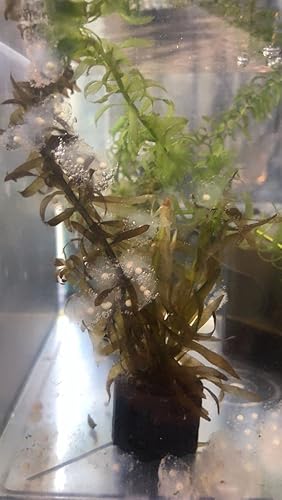 Amazon ウーパールーパー 白卵 個 A おもちゃ ホビー