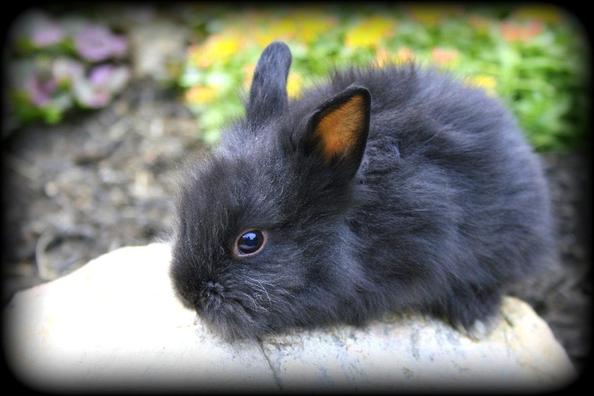 lionhead rabbit price