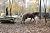 Black Walnut Boards. 3/4" x 2" x 12" (2 pack). Amish Milled