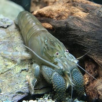 Amazon エビ アフリカンロックシュリンプ 約6 7cm 1匹 生体 観賞魚 水中生物 通販