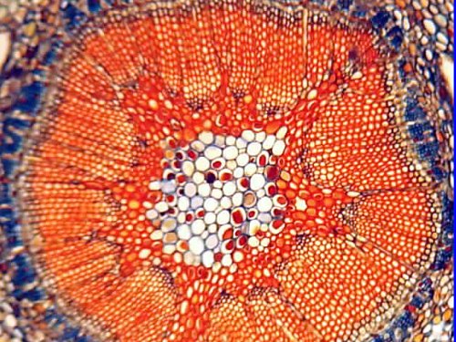 5 AmScope+PS100B+Microscope+Biological+Education