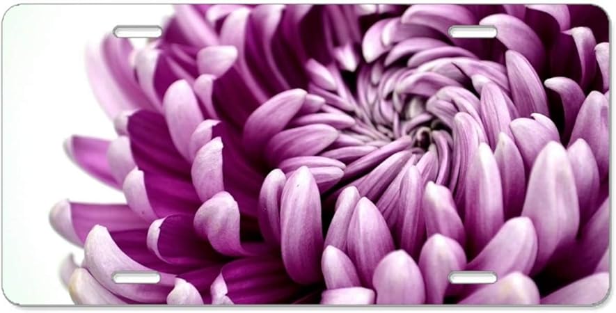 Amazon Yex Abstract ナンバープレート フォックスプレイグラウンド 高光沢アルミニウム ノベルティ カーナンバープレート カバー オートタグホルダー 12インチ X 6インチ 12 X 6 Frame 1012 1542 ナンバーカバー ホルダー 車 バイク