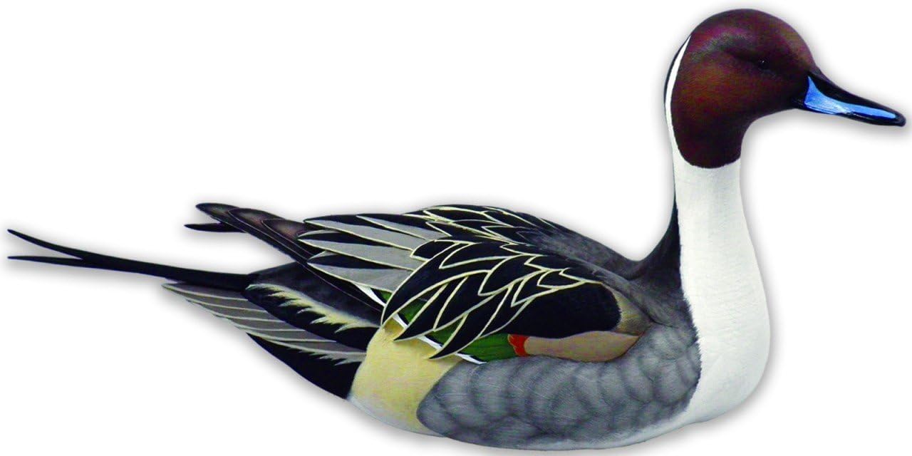 Swan Lake Pintail - Life Size