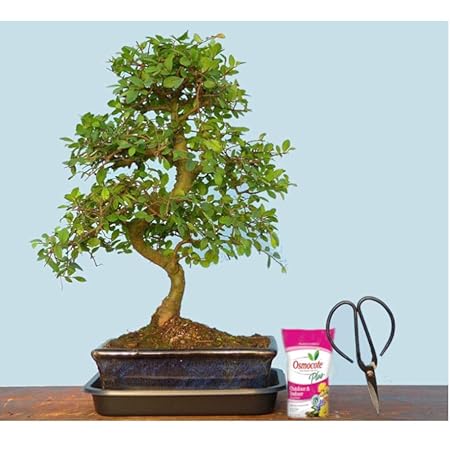 Abana Homes Bonsai Tree With Ceramic Pot, Fertilizer & Scissor - Ulmus Elm Air Purifier Bonsai Live Plants for Home, 10 Yrs old, 35-45 cm