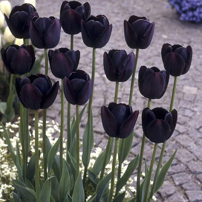 10 Black Tulip Bulbs for Planting 10 Queen of The Night