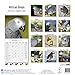 African Grey Calendar - African Grey Parrot Calendar - Parrot Calendar - Calendars 2018 - 2019 Wall Calendars - Bird Calendars - Monthly Wall Calendar by Avonside