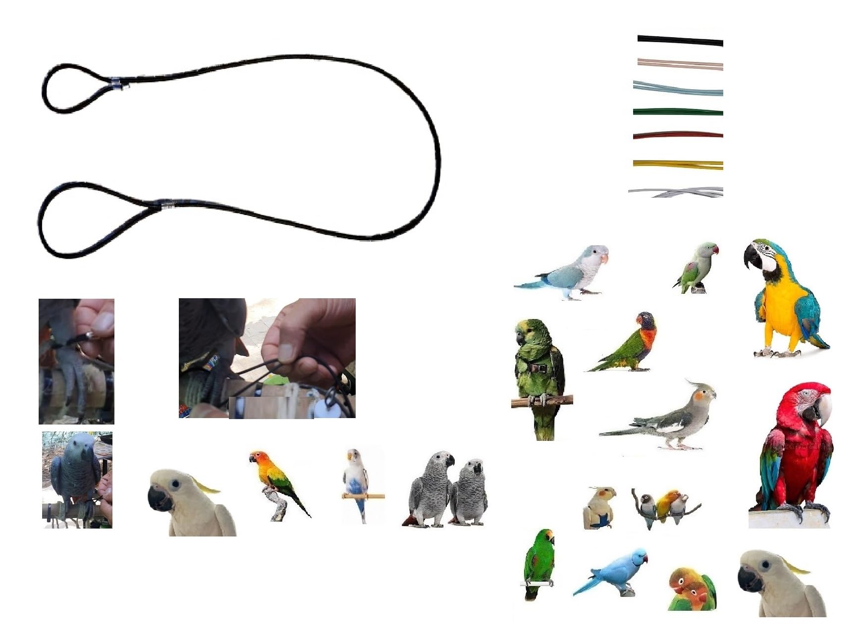 Elastic Cord Leash Cord 3 mm x 1 m to be used with macaw to insert to the paw of your parrot to carry around, for all breeds (White)